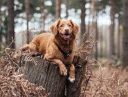Никочка